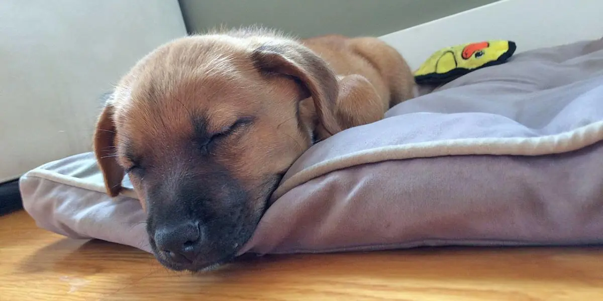 A_puppy_sleeps