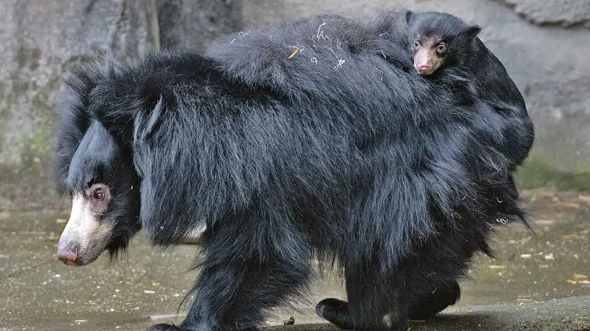 sloth bear with cub