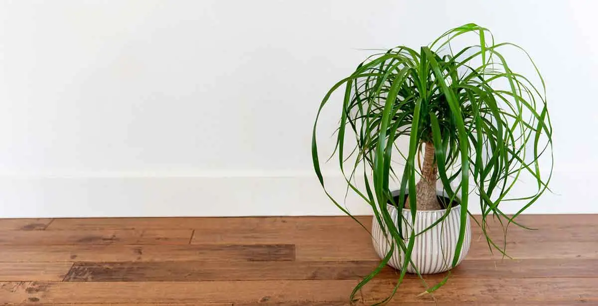 ponytail palm plant floor