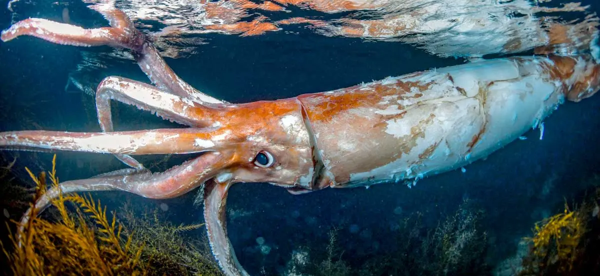 orange giant squid swimming underwater