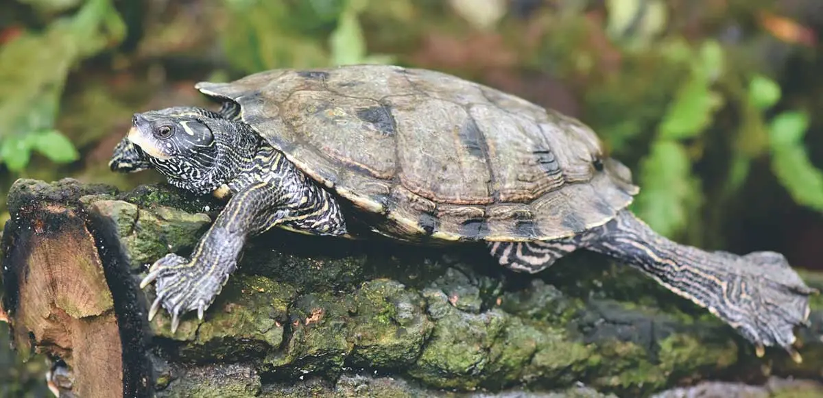 turtle lying on log outside