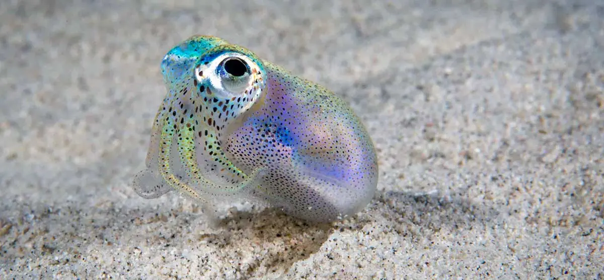 baby squid