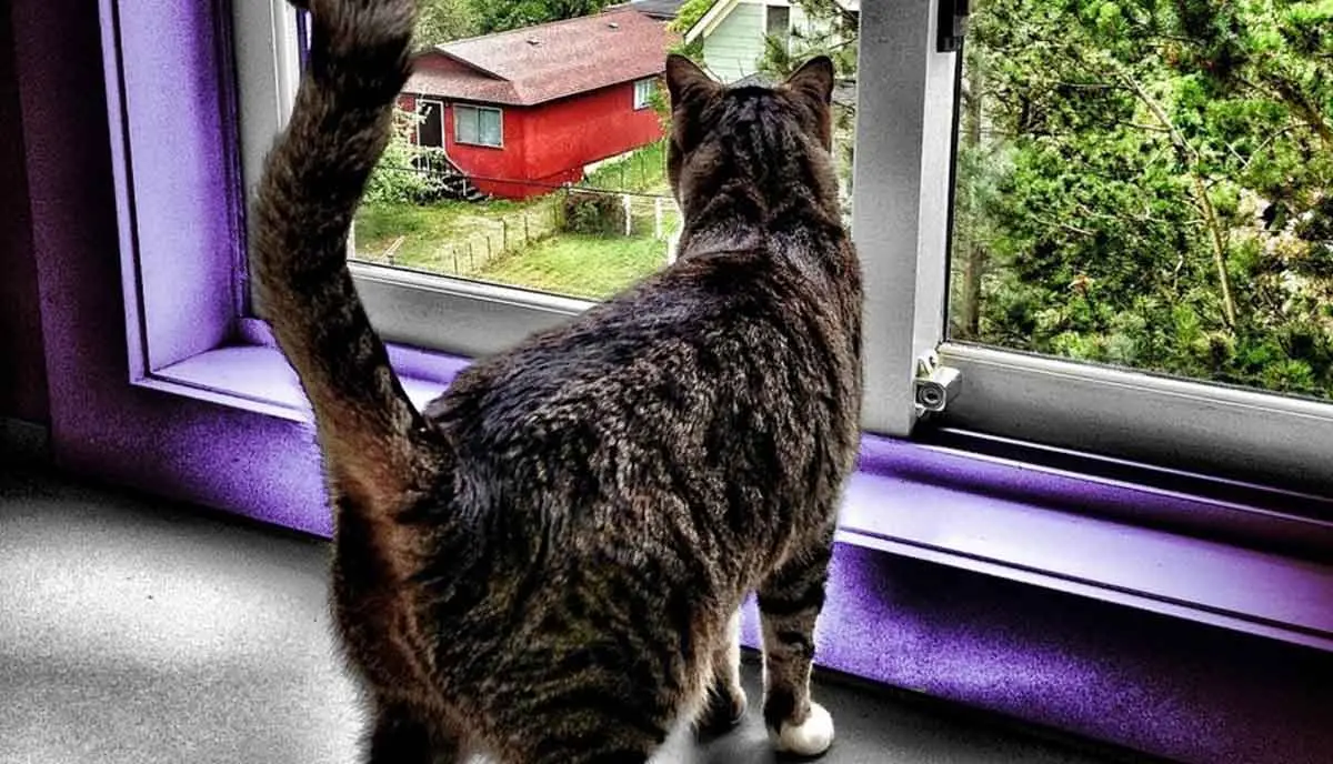 indoor cat looking out of window
