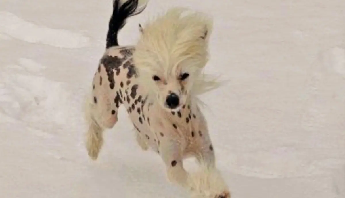 Chinese Crested run