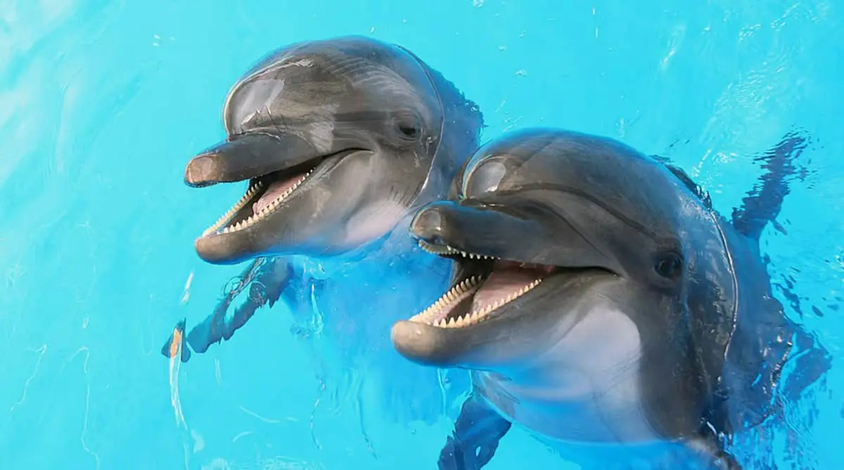 dolphin pods