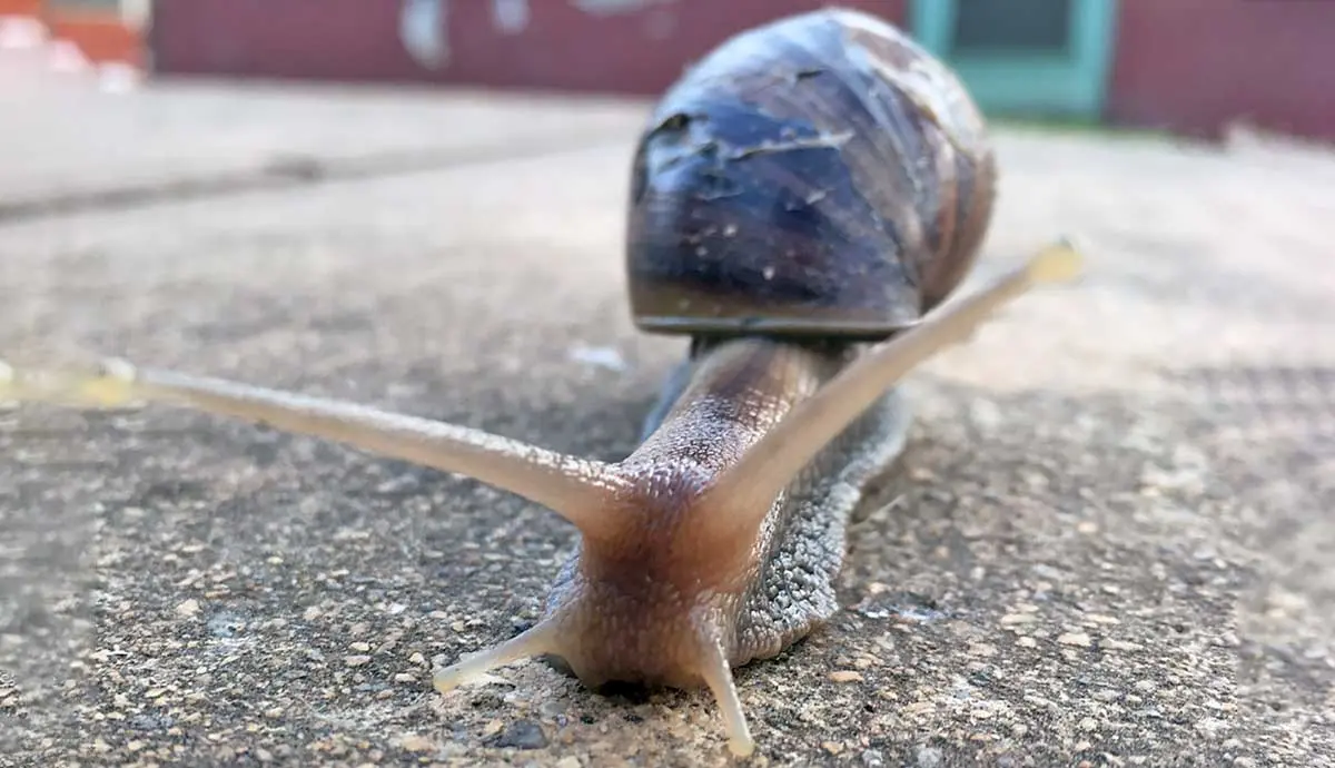 a snail crawling up close