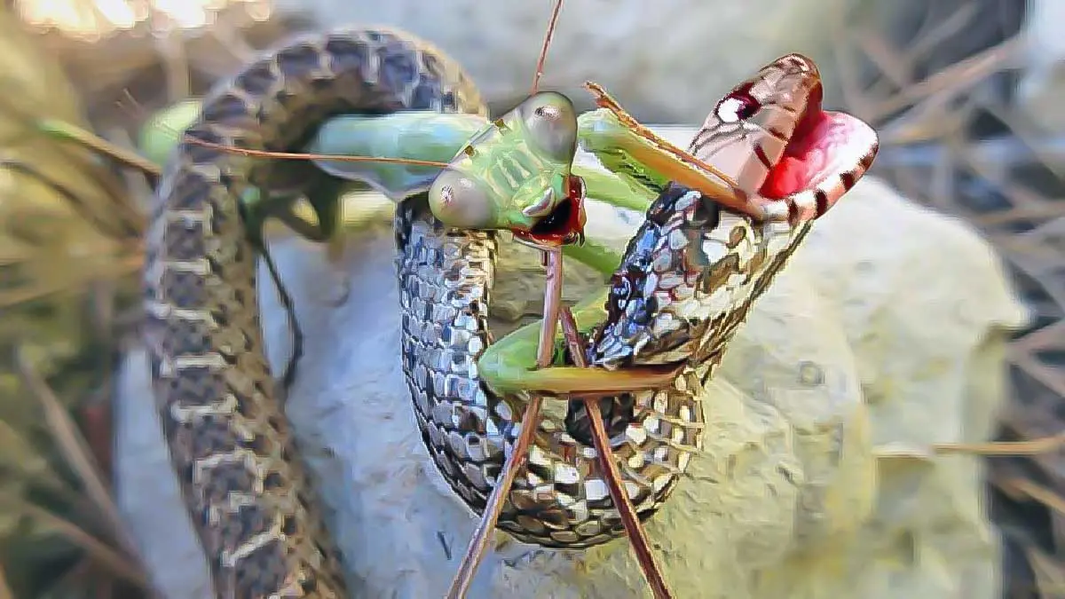 praying mantis capturing snake