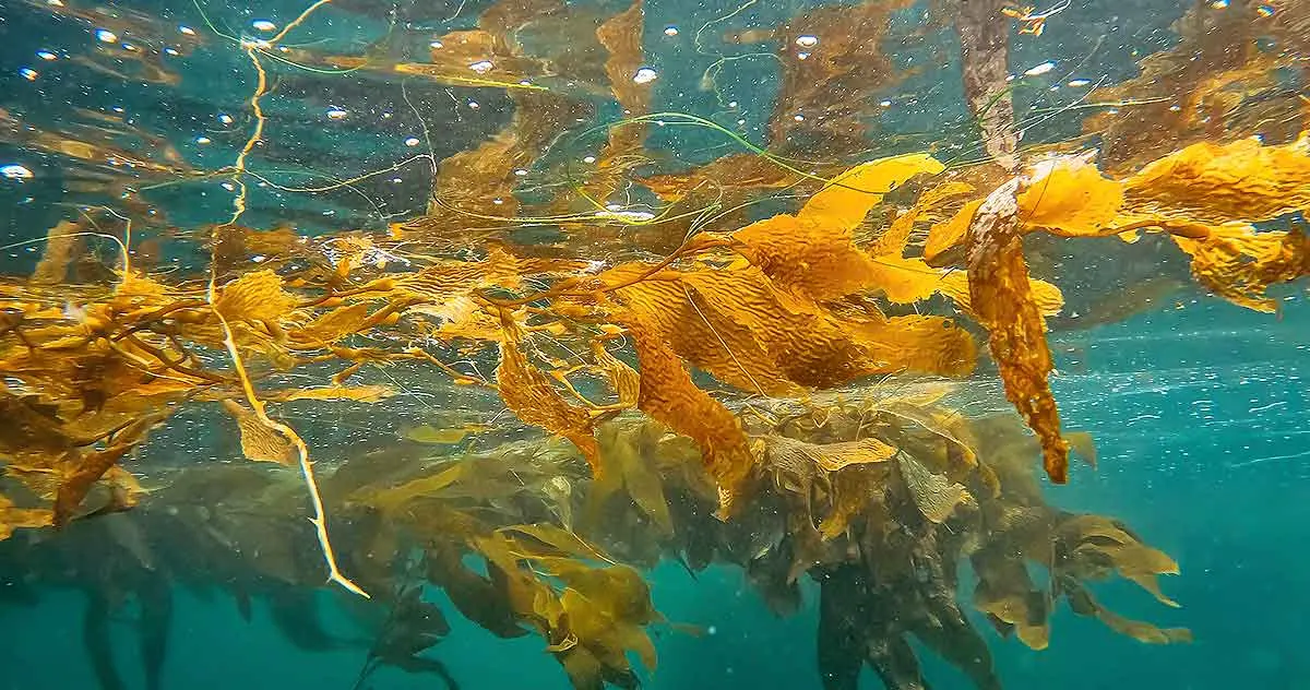 floating yellow seaweed