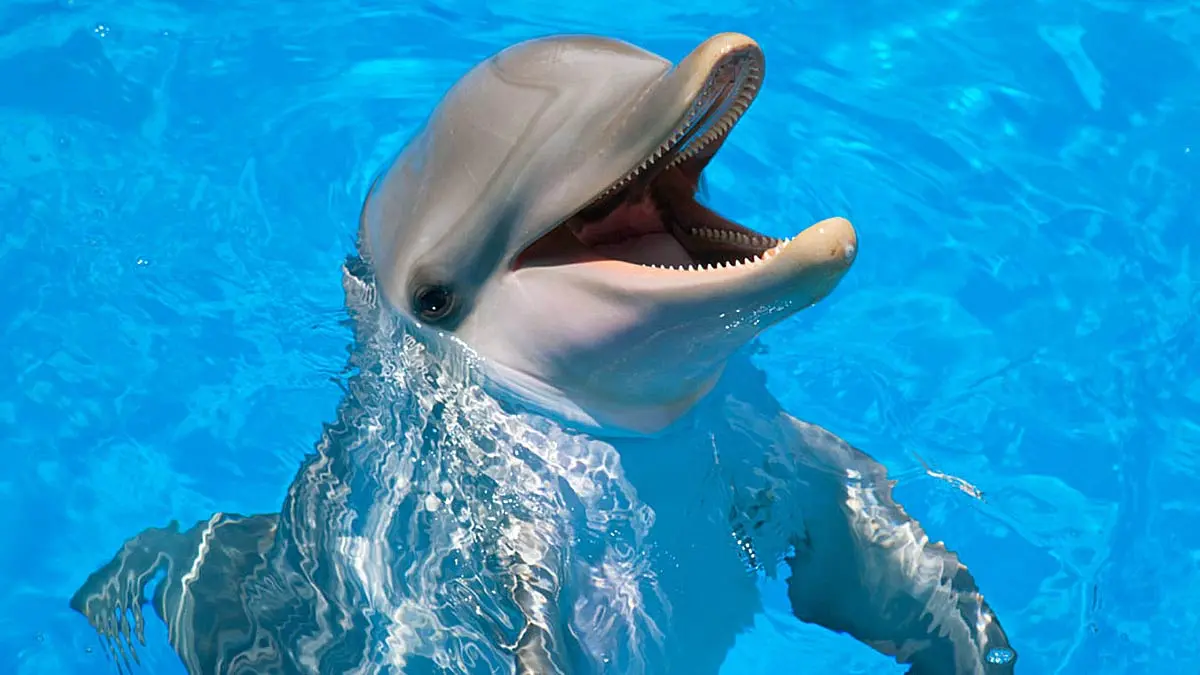 dolphin intelligence