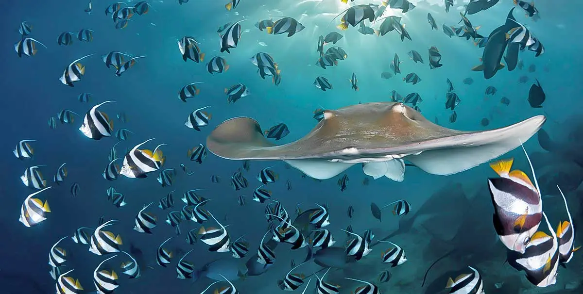 stingray and fish in ocean conservation