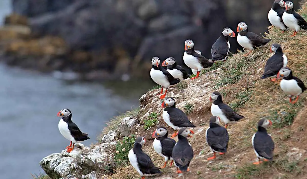 iceland puffin colony