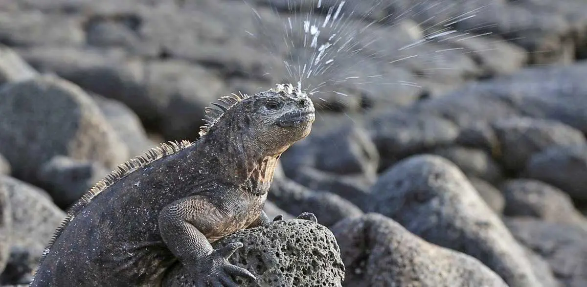 marine iguana sneezing