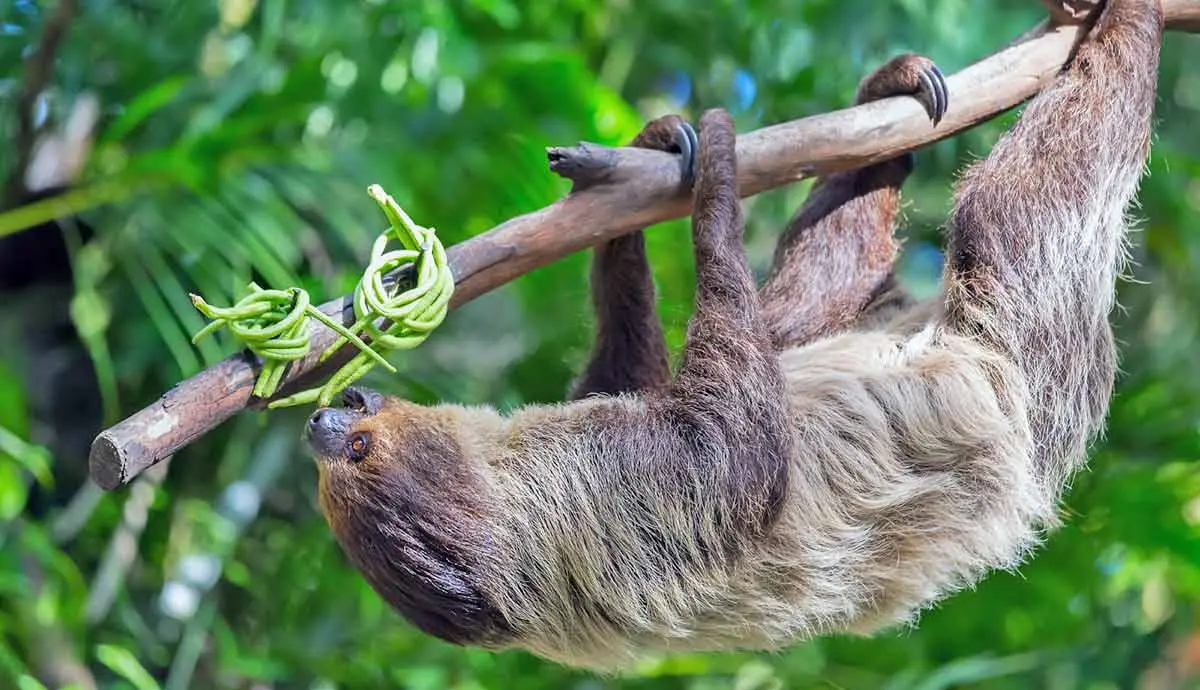 upside down sloth