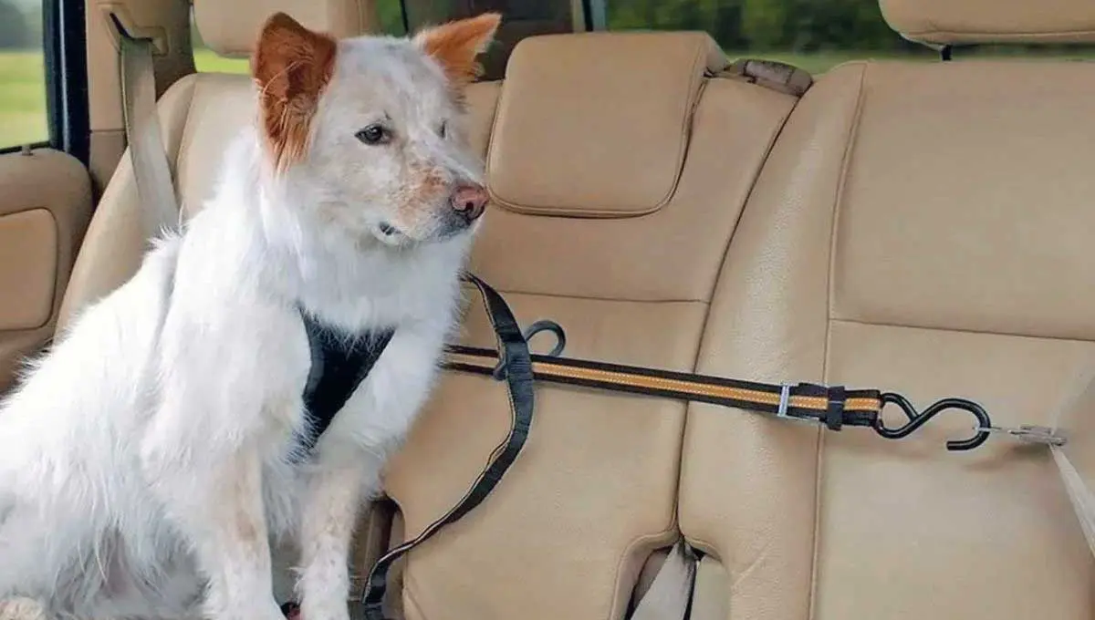 seatbelt dog