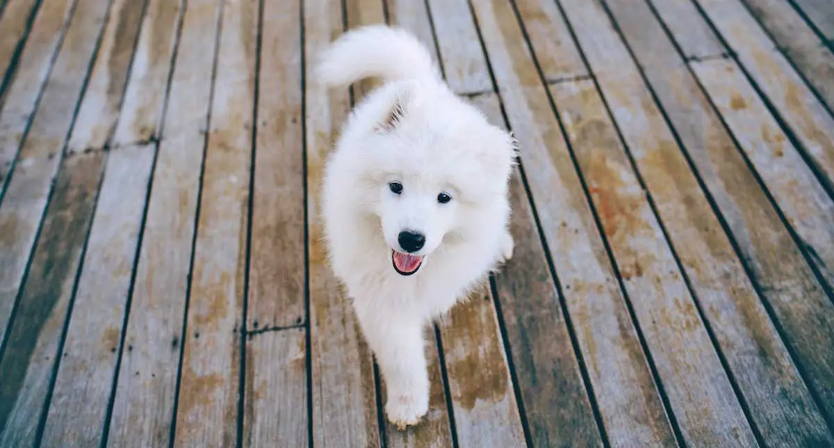 Samoyed Puppy Walking on Wooden Flooring
