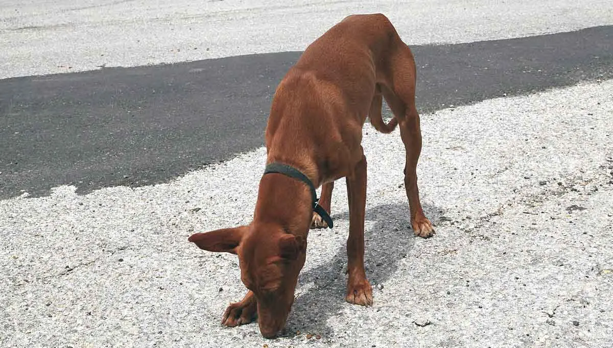 hound sniffing ground
