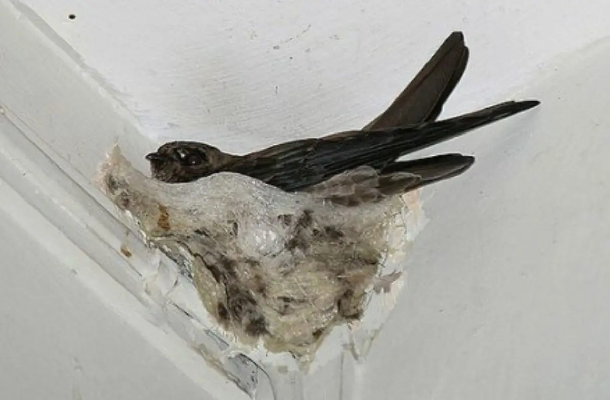 white nest swiftlet
