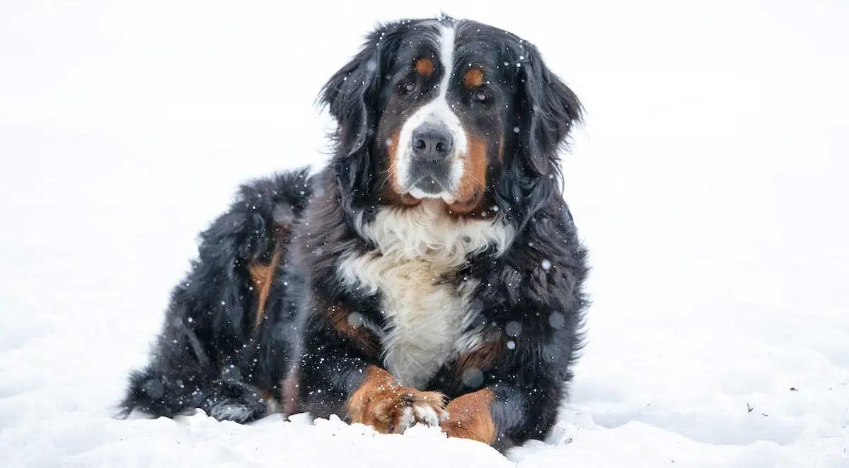 Bernese Mountain Dog Lying on Snow Covered Ground