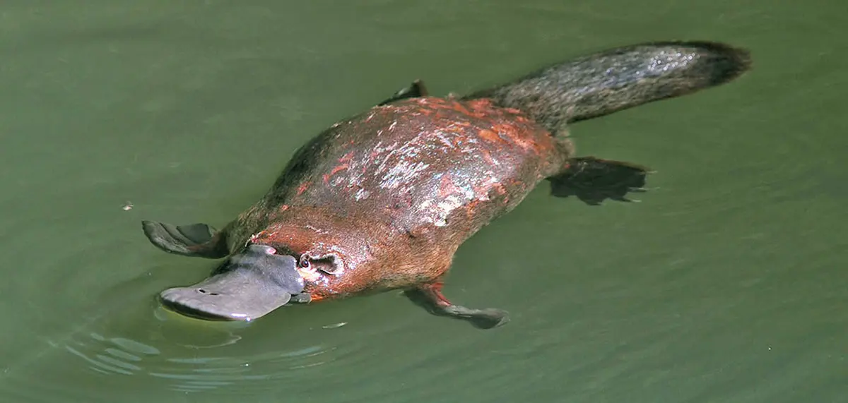 platypus swimming on water surface
