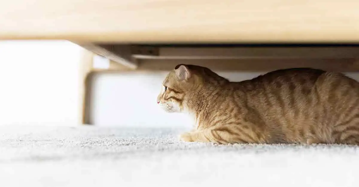 cat exploring hiding under sofa