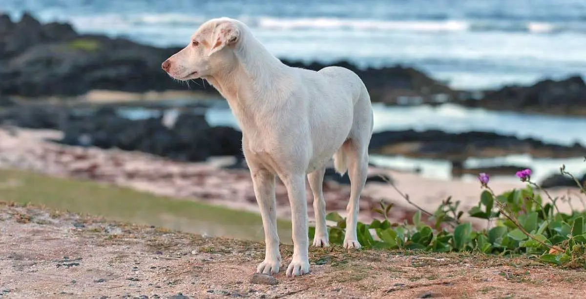 white stray dog on beach