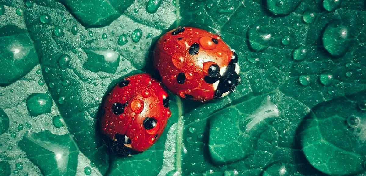 two ladybugs sitting together on a dark green leaf