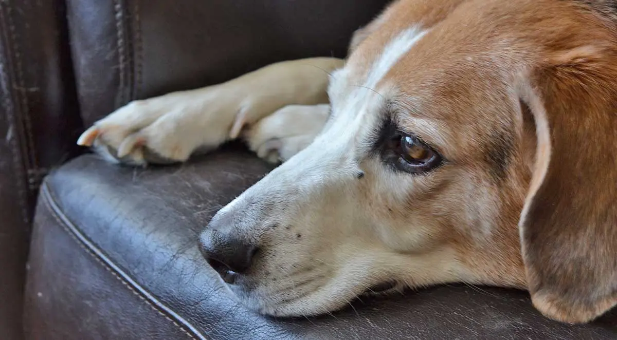 sad beagle couch
