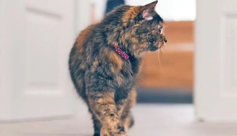 tips when moving your cat to new house