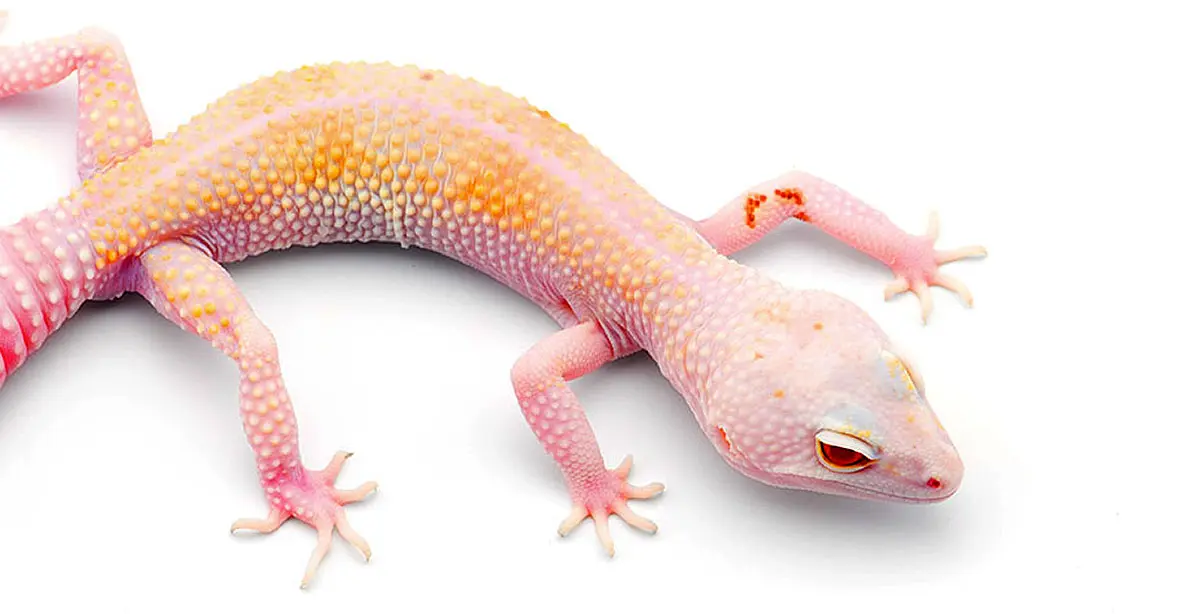 albino gecko
