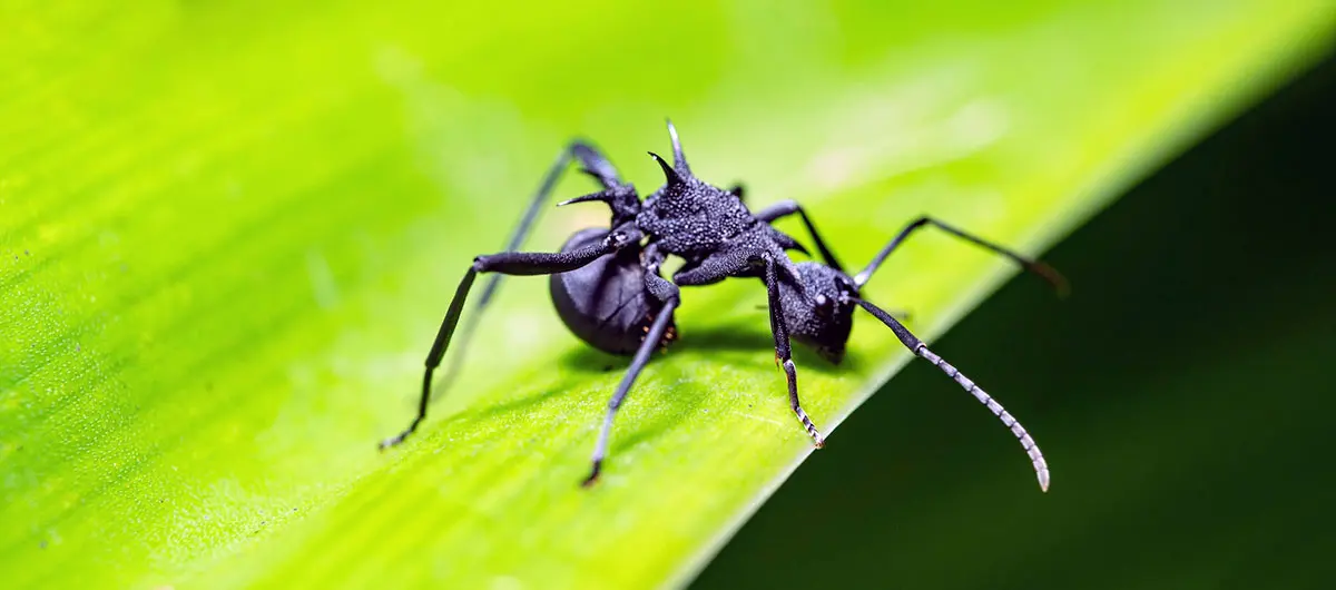 macro black garden ant green leaf