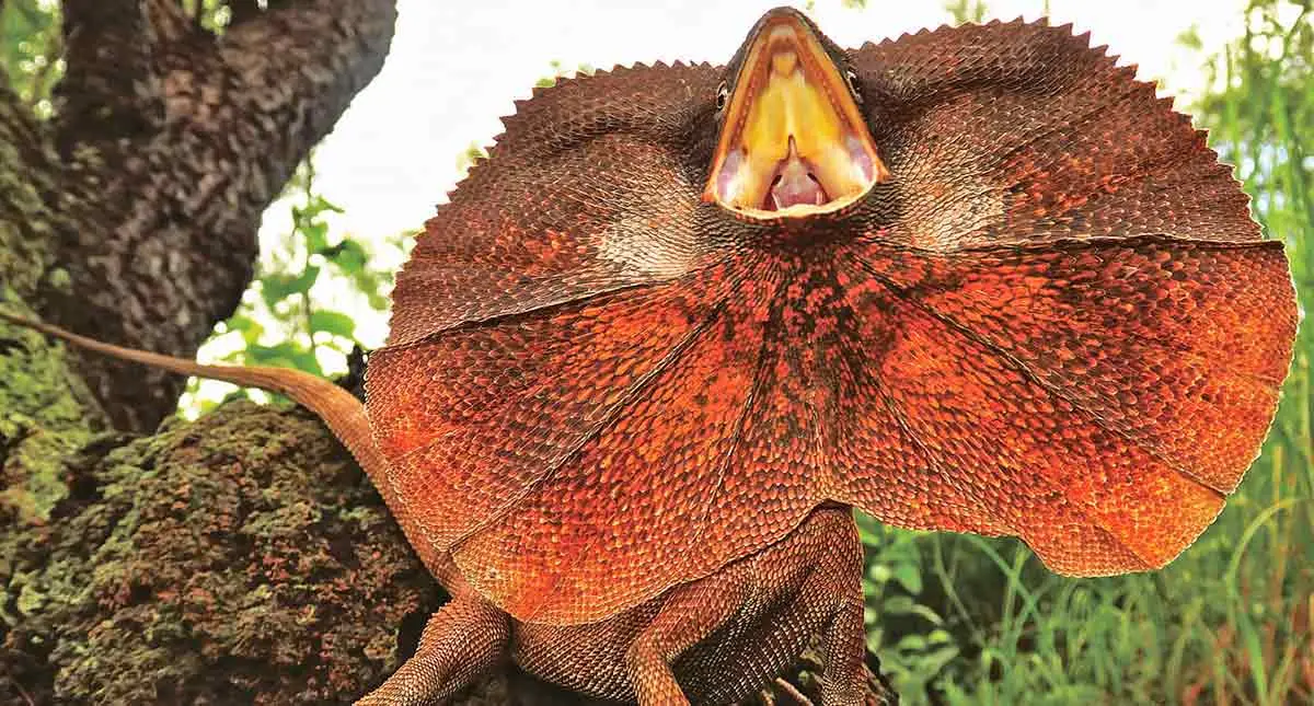 frilled neck lizard open mouth.jpg
