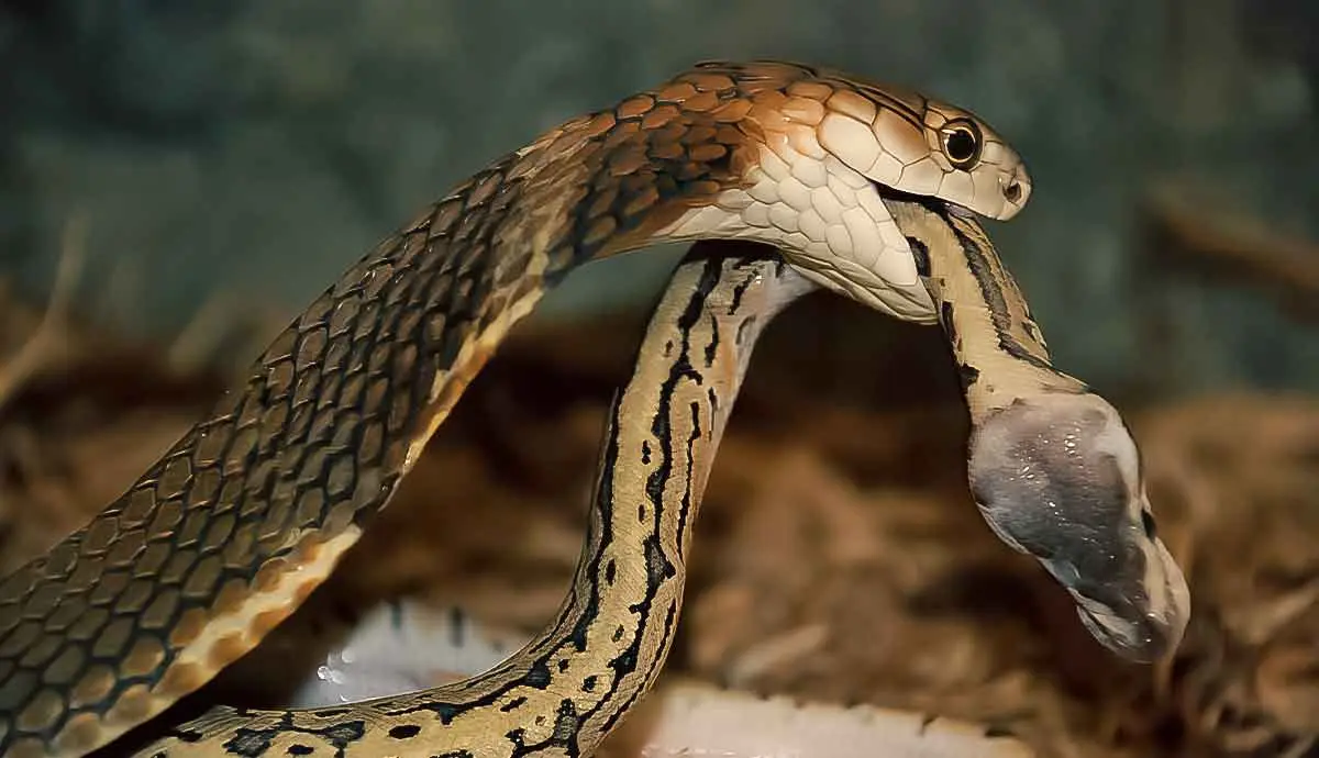 amazing facts about king cobra