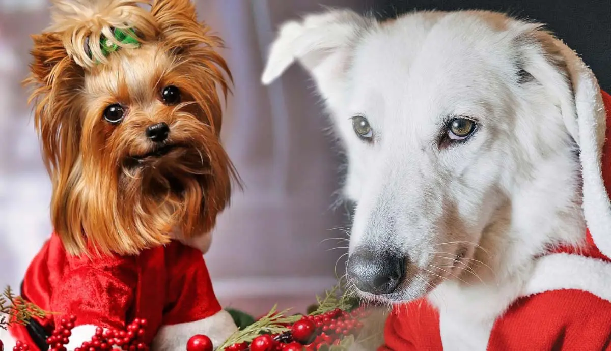 dog safety tips this holiday season