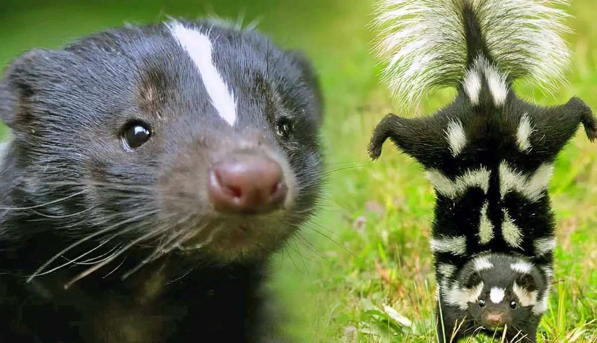 how far can skunks spray