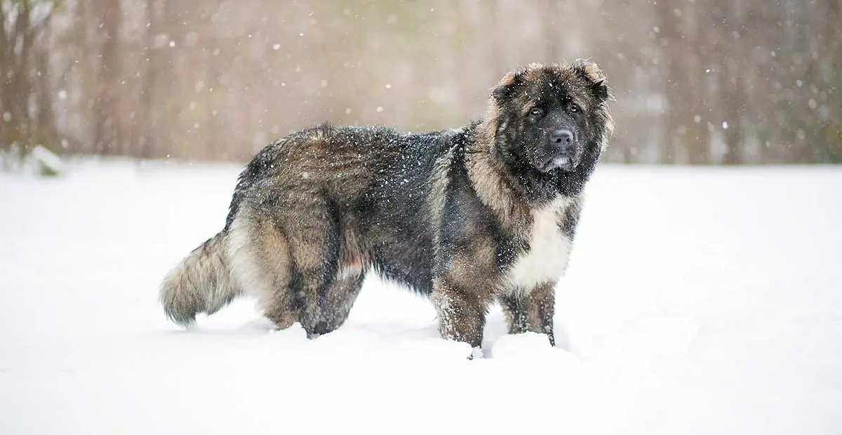 caucasian shepherd mountain dog snow