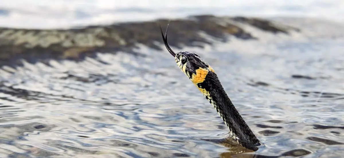 white head sea snake in sea head out of water