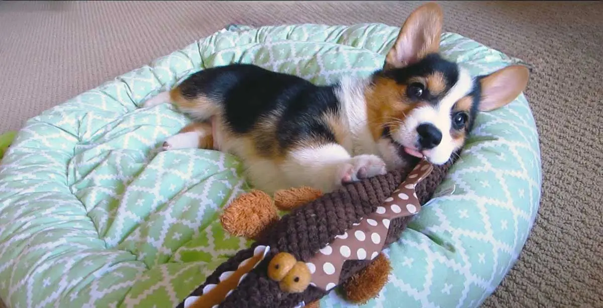 corgi puppy with toy