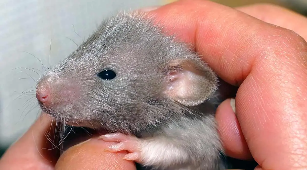 sleepy gray hamster