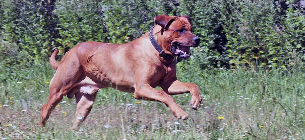 tosa inu dog breed running