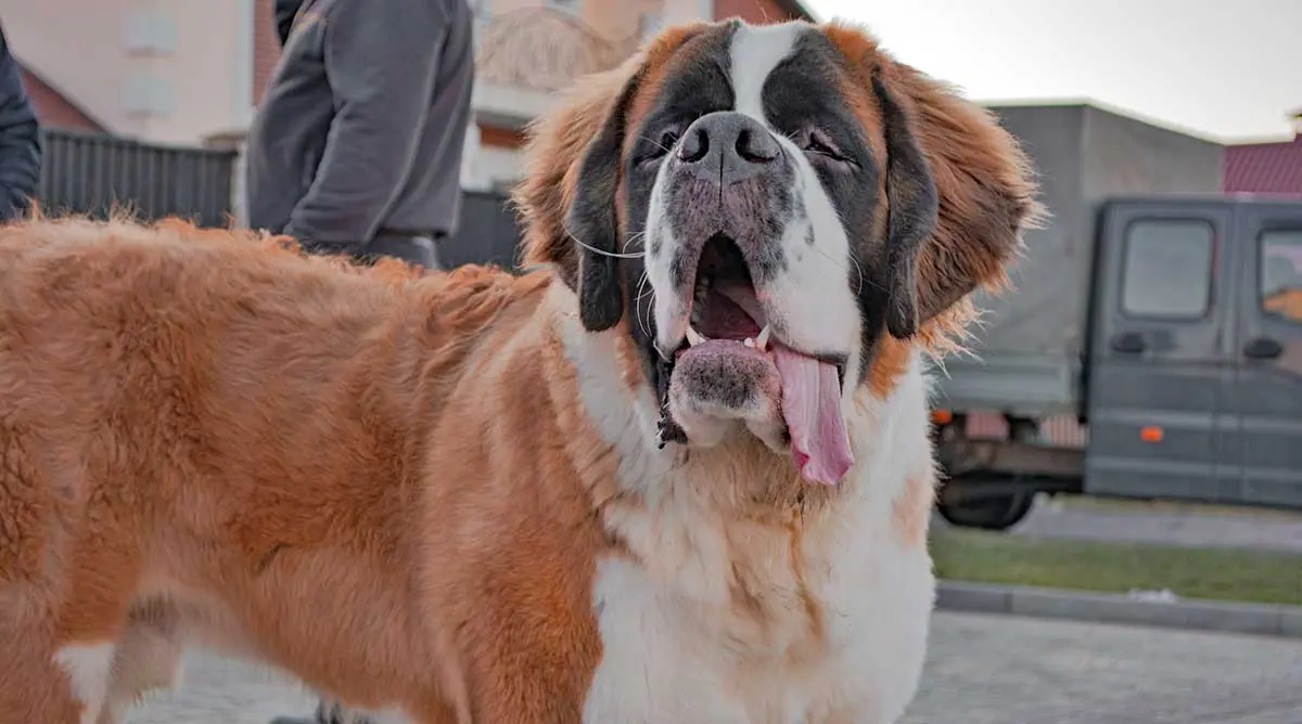 saint bernard big dog tongue