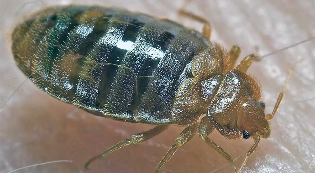 a large bed bug on skin