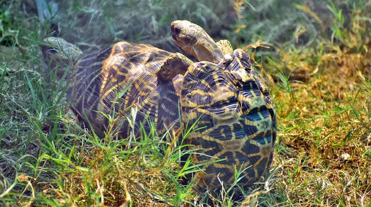 Copy of tortoise mating