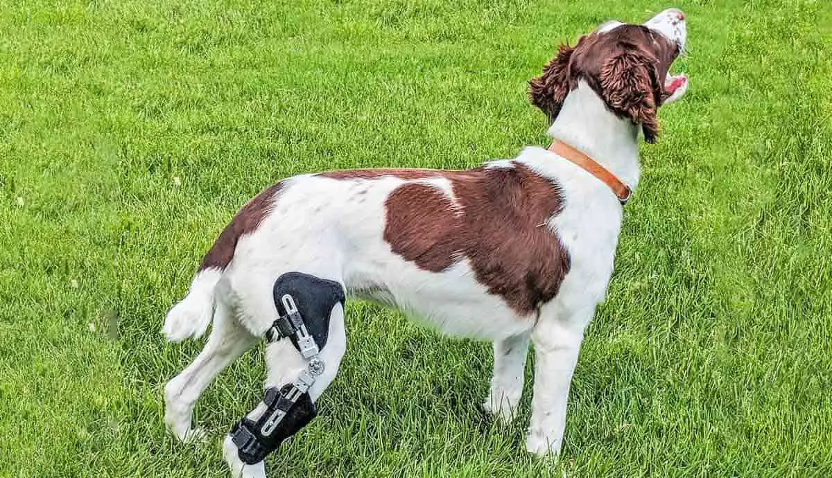 dog wearing a leg brace