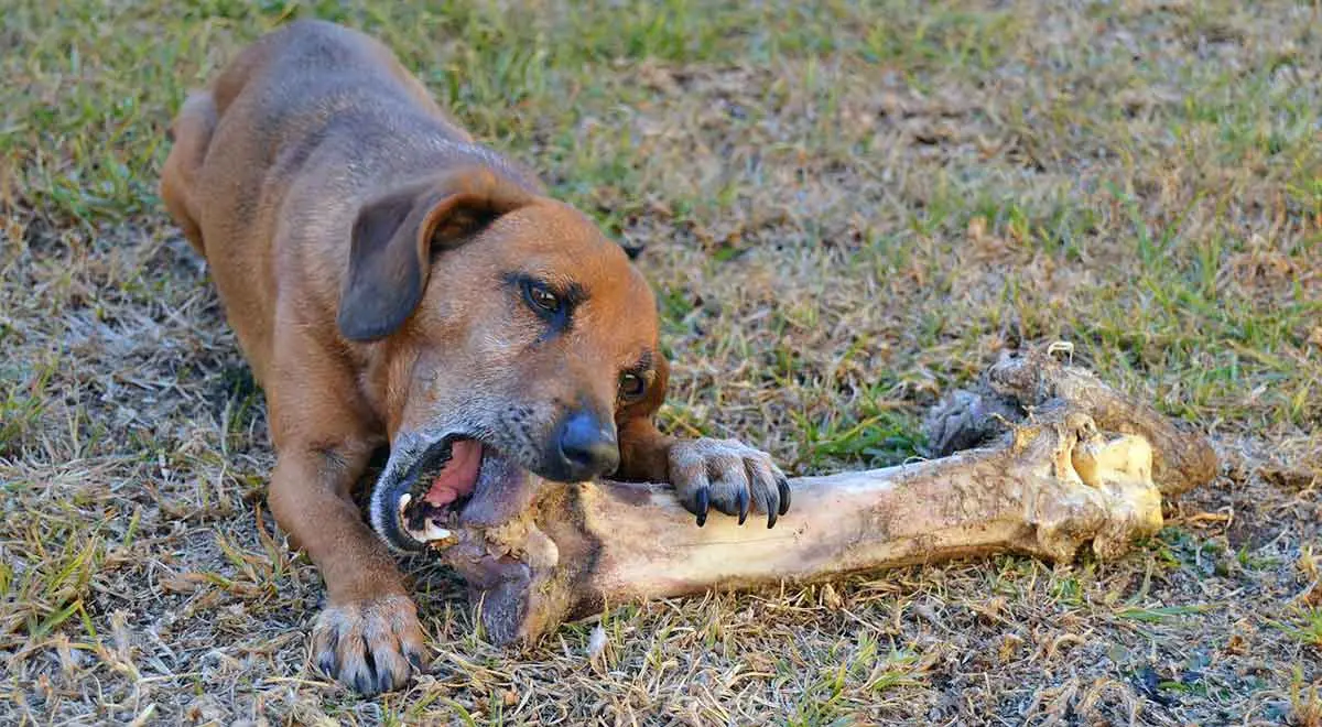 dog eating bone