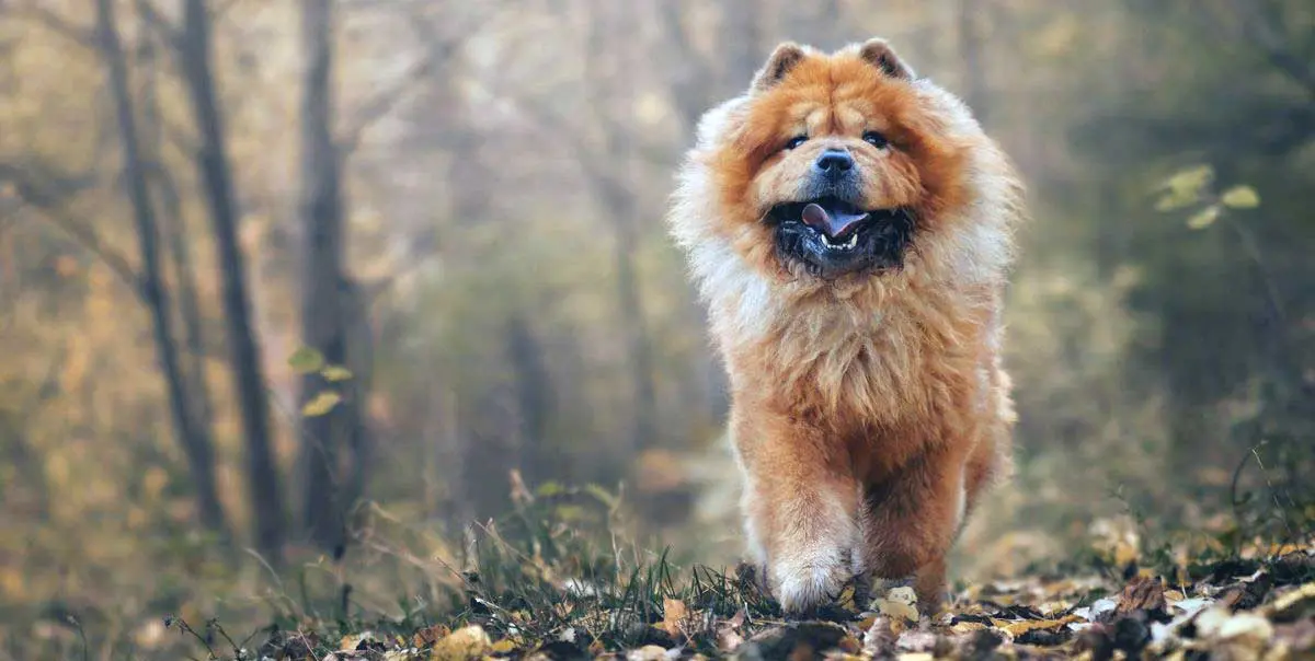 Chow Dog Running Through Autumn Leaves