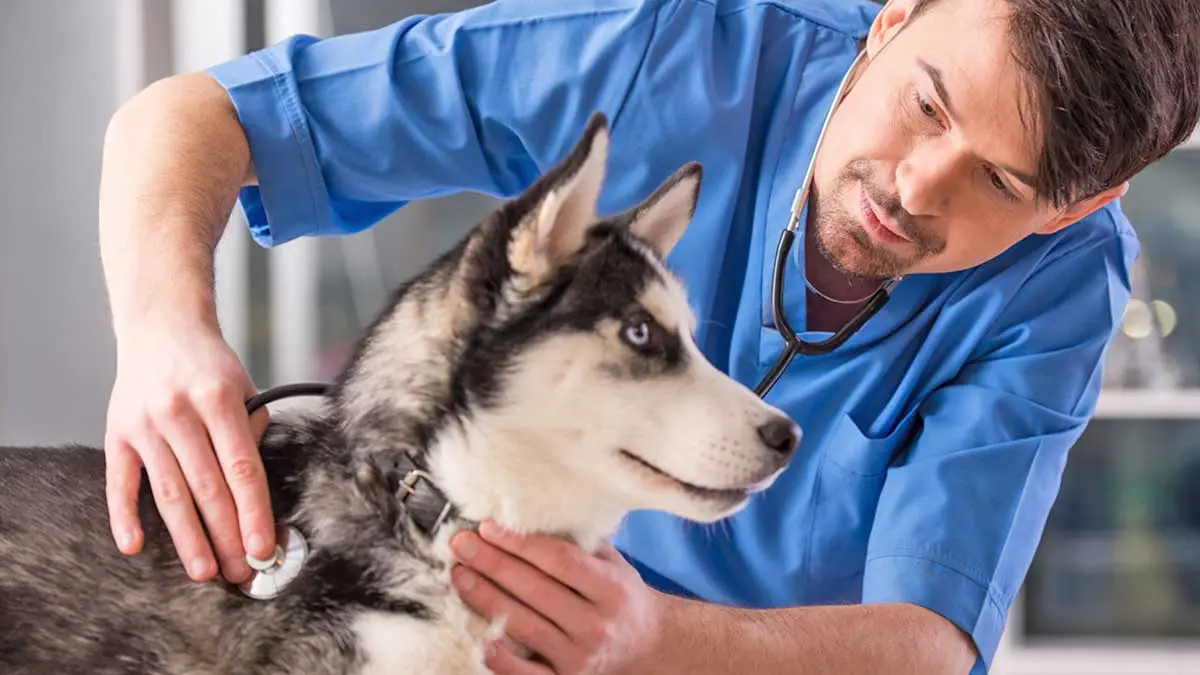 male veterinarian using a stethoscope to examine a siberian husky