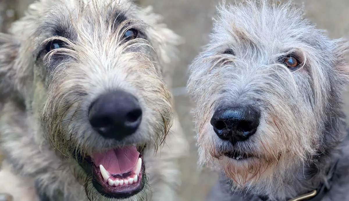 pawsitively huge facts about irish wolfhounds