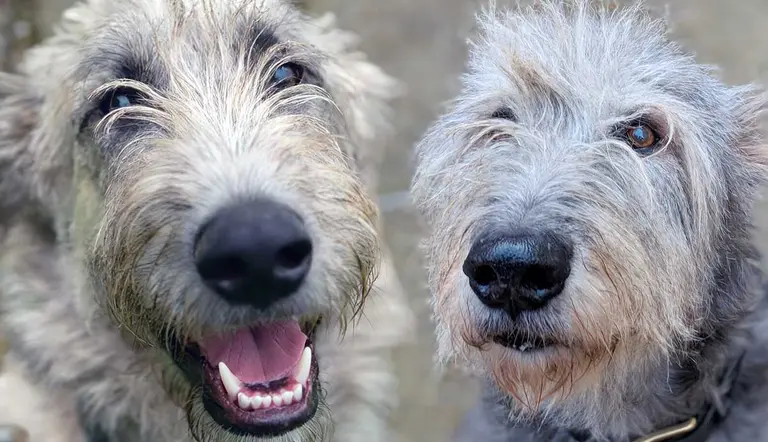 pawsitively huge facts about irish wolfhounds