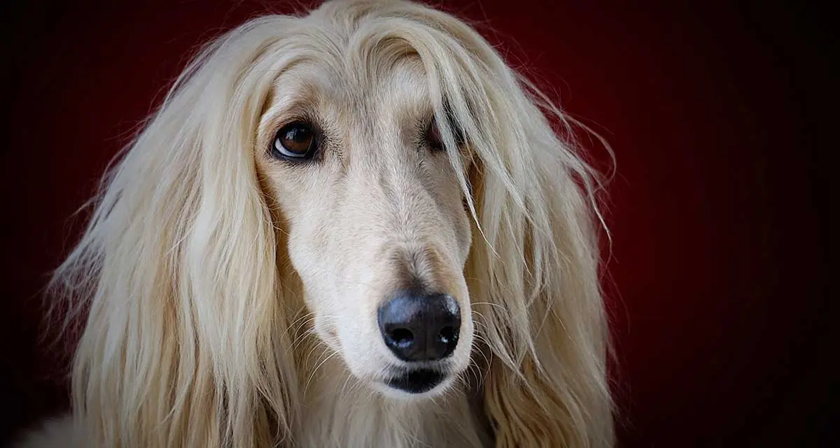 afghan hound photography ears close up