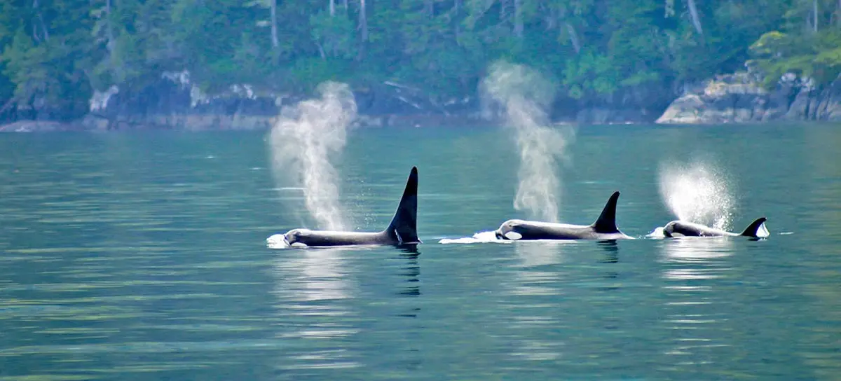 three orcas swimming